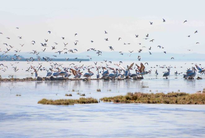 Bird Paradise