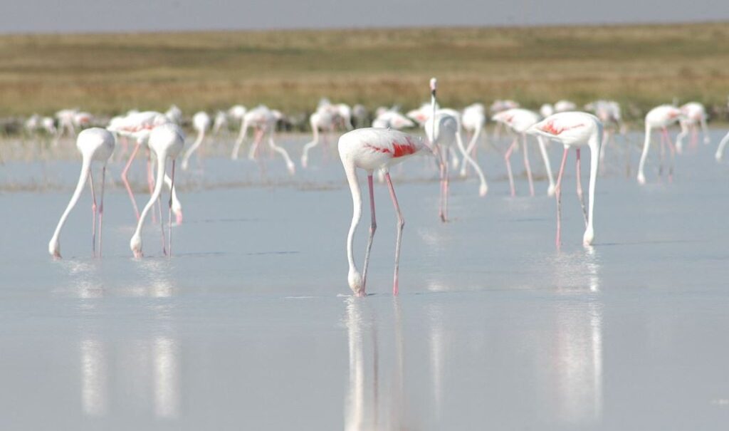 Salt Lake Turkey